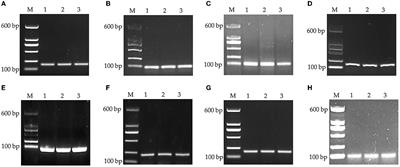 Identification of stable reference genes for quantitative gene expression analysis in the duodenum of meat-type ducks